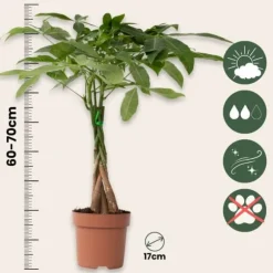 Lykkekastanje - Sæt med 2 - Pachira aquatica - Højde 60-70cm - ⌀17cm