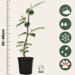 Magnoliablande - Sæt med 3 - Magnolia - Højde 25-40cm - ⌀9cm