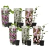 Magnoliablande - Sæt med 6 - Magnolia - Højde 25-40cm - ⌀9cm