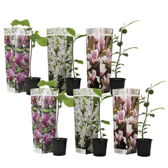 Magnoliablande - Sæt med 6 - Magnolia - Højde 25-40cm - ⌀9cm