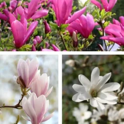 Magnoliablande - Sæt med 6 - Magnolia - Højde 25-40cm - ⌀9cm