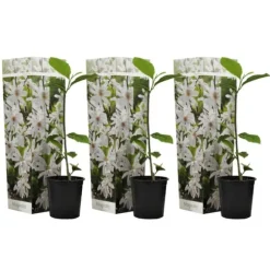 Magnoliabuske - Sæt med 3 - Magnolia 'Stellata' - Højde 25-40cm - ⌀9cm