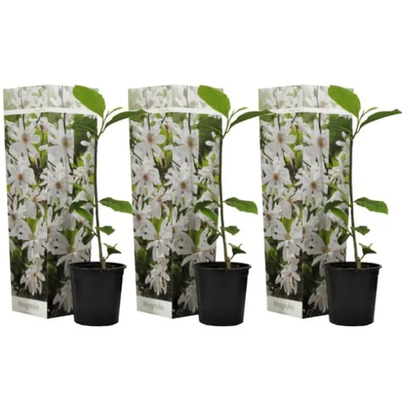 Magnoliabuske - Sæt med 3 - Magnolia 'Stellata' - Højde 25-40cm - ⌀9cm