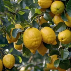 Middelhavet frugttræ - Sæt med 4 - Citrus, ficus, olea - Højde 25-40cm - ⌀9cm