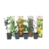 Middelhavet frugttræ - Sæt med 8 - Citrus, ficus, olea - Højde 25-40cm - ⌀9cm