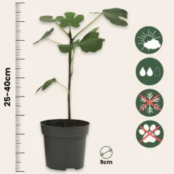 Middelhavet frugttræ - Sæt med 8 - Citrus, ficus, olea - Højde 25-40cm - ⌀9cm