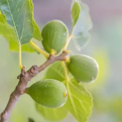 Middelhavet frugttræ - Sæt med 8 - Citrus, ficus, olea - Højde 25-40cm - ⌀9cm