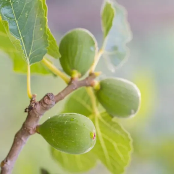 Middelhavet frugttræ - Sæt med 8 - Citrus, ficus, olea - Højde 25-40cm - ⌀9cm