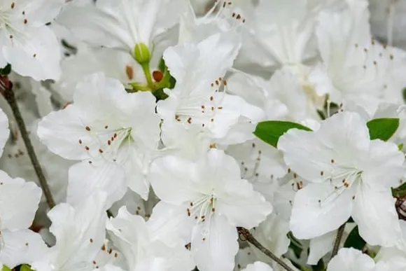 Mineralgel til azaleaer og rhododendroner 0,5 l Agrecol