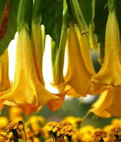 Mineralgel til Datura 0,5L Agrecol
