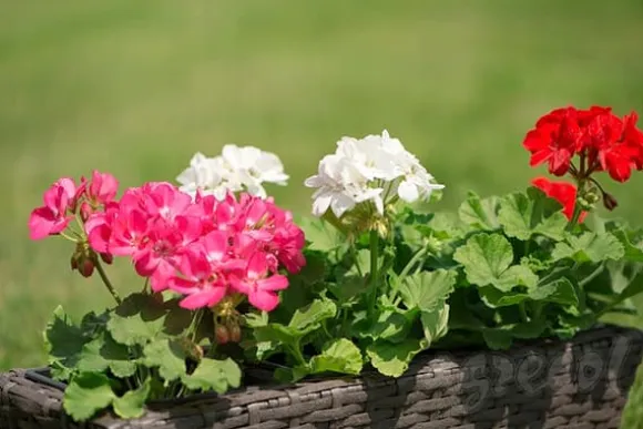 Mineralgel til pelargonier 0,5 l Agrecol