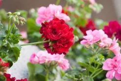 Mineralgel til pelargonier 0,5 l Agrecol