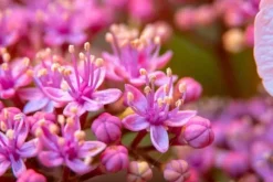 Mineralgelgødning til blomstrende planter 0,25 l Agrecol