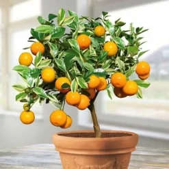 Mineralgelgødning til citrus 0,25 l Agrecol