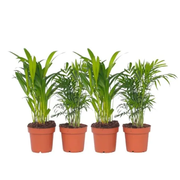 Mini inomhus palmen - Sæt med 4 - Dypsis Chamaedorea - Højde 25-40cm - ⌀12cm