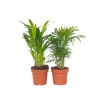 Mini inomhus palmen - Sæt med 2 - Dypsis Chamaedorea - Højde 25-40cm - ⌀12cm