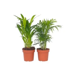 Mini inomhus palmen - Sæt med 2 - Dypsis Chamaedorea - Højde 25-40cm - ⌀12cm