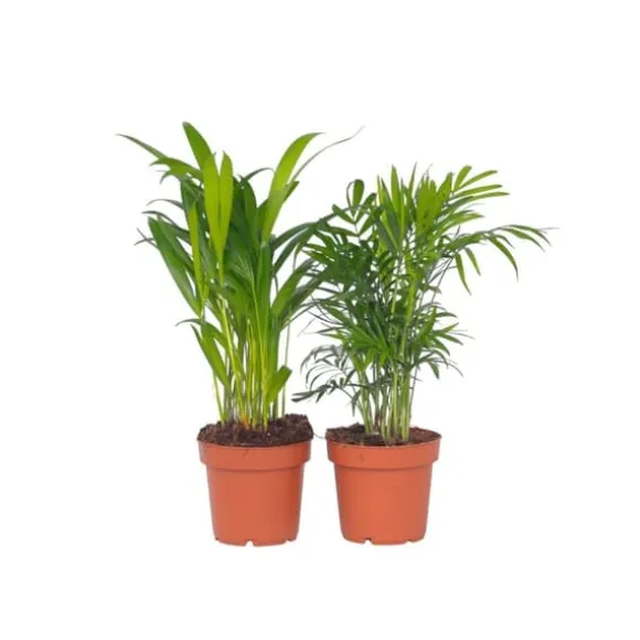 Mini inomhus palmen - Sæt med 2 - Dypsis Chamaedorea - Højde 25-40cm - ⌀12cm