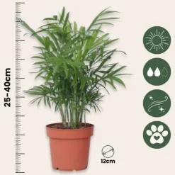 Mini inomhus palmen - Sæt med 2 - Dypsis Chamaedorea - Højde 25-40cm - ⌀12cm