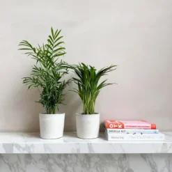 Mini inomhus palmen - Sæt med 2 - Dypsis Chamaedorea - Højde 25-40cm - ⌀12cm