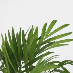 Mini inomhus palmen - Sæt med 2 - Dypsis Chamaedorea - Højde 25-40cm - ⌀12cm