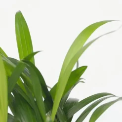 Mini inomhus palmen - Sæt med 2 - Dypsis Chamaedorea - Højde 25-40cm - ⌀12cm
