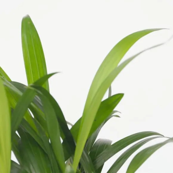 Mini inomhus palmen - Sæt med 2 - Dypsis Chamaedorea - Højde 25-40cm - ⌀12cm