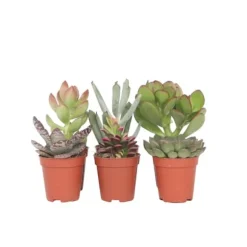 Mini sukkulenter - Sæt med 6 - Succulent Mix - Højde 5-10cm - ⌀6cm