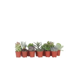 Mini sukkulenter - Sæt med 12 - Succulent Mix - Højde 5-10cm - ⌀6cm