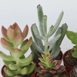 Mini sukkulenter - Sæt med 12 - Succulent Mix - Højde 5-10cm - ⌀6cm