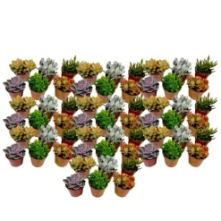 Mini sukkulenter - Sæt med 60 - Succulent Mix - Højde 5-10cm - ⌀6cm