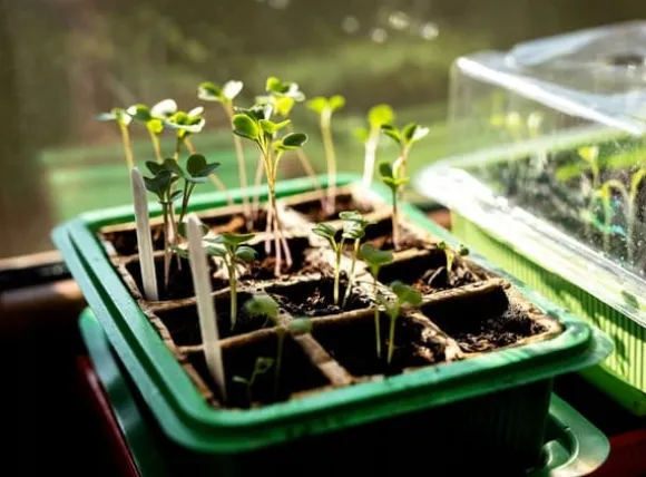 Minidrivhus med to bakker på 27x20x11 cm til frøplanter