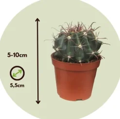 Minikaktus - Sæt med 6 - Cactus - Højde 5-10cm - ⌀6cm