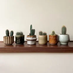 Minikaktus - Sæt med 6 - Cactus - Højde 5-10cm - ⌀6cm