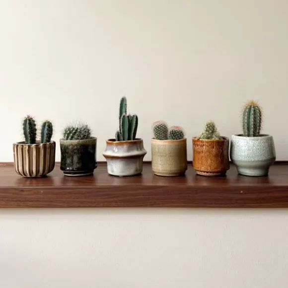 Minikaktus - Sæt med 60 - Cactus - Højde 5-10cm - ⌀6cm