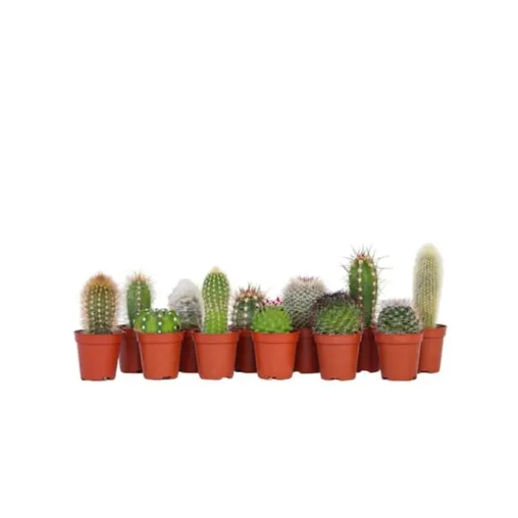 Minikaktus - Sæt med 12 - Cactus - Højde 5-10cm - ⌀6cm
