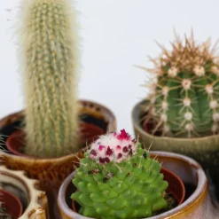 Minikaktus - Sæt med 12 - Cactus - Højde 5-10cm - ⌀6cm