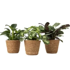 Mix af 3 stueplanter inkl. kurve - Højde 25-40cm - ⌀12cm