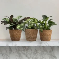 Mix af 3 stueplanter inkl. kurve - Højde 25-40cm - ⌀12cm