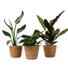 Mix af 3 stueplanter inkl. kurve - Højde 25-40cm - ⌀12cm