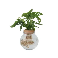 Monstera i vand - Monstera adansonii 'Monkey Mask' - Højde 25-35cm - ⌀20cm