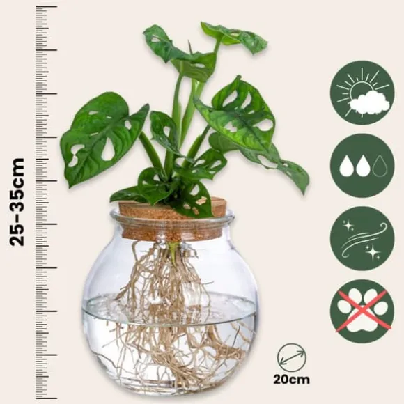 Monstera i vand - Monstera adansonii 'Monkey Mask' - Højde 25-35cm - ⌀20cm