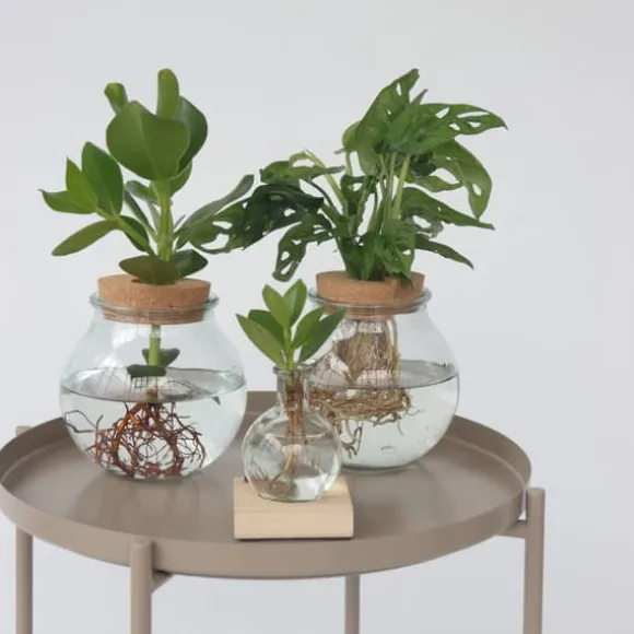 Monstera i vand - Monstera adansonii 'Monkey Mask' - Højde 25-35cm - ⌀20cm