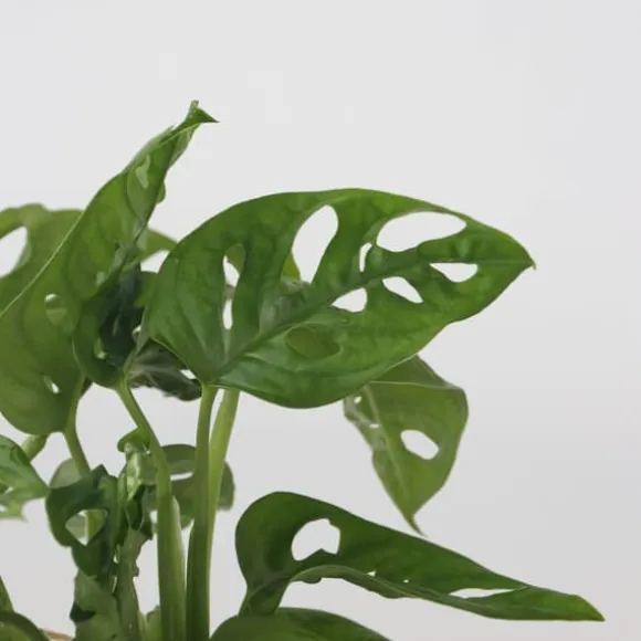 Monstera i vand - Monstera adansonii 'Monkey Mask' - Højde 25-35cm - ⌀20cm