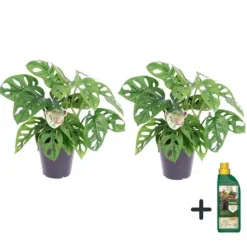 Monstera med planteføde - Sæt med 2 - Monkey Mask - Højde 25-30cm - ⌀12cm