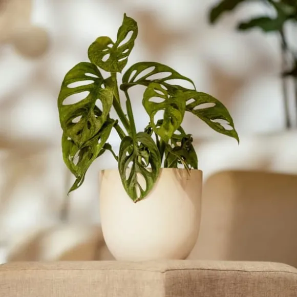 Monstera med planteføde - Sæt med 2 - Monkey Mask - Højde 25-30cm - ⌀12cm
