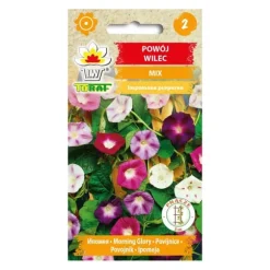 Morning Glory purple coneflower seed - hurtigtvoksende klatreplante med store blomster