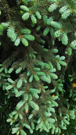 Multikomponent fjedergødning til thuja og nåletræer Emerald Complex 4kg