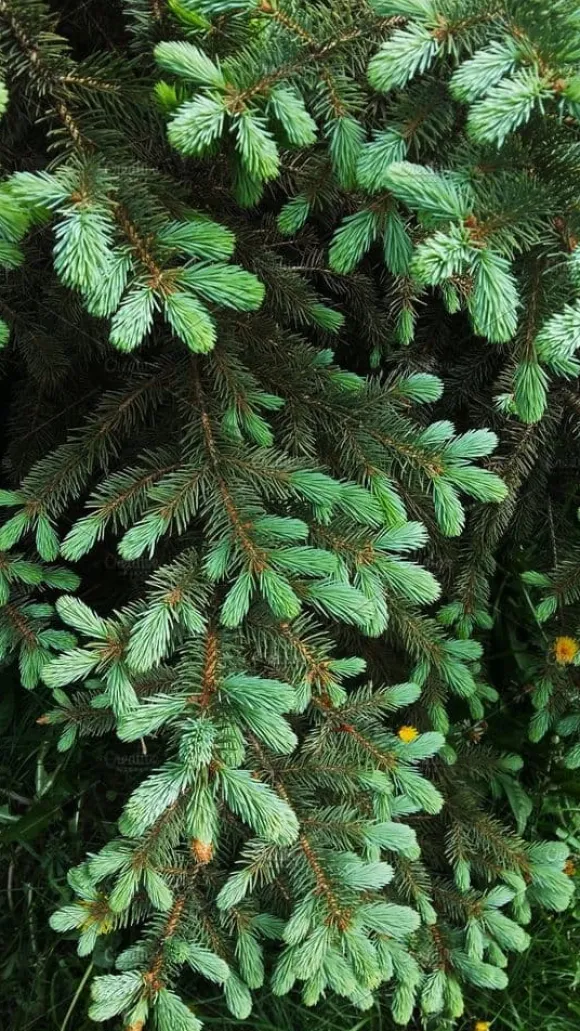 Multikomponent fjedergødning til thuja og nåletræer Emerald Complex 4kg