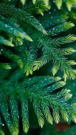 Multikomponent fjedergødning til thuja og nåletræer Emerald Complex 4kg